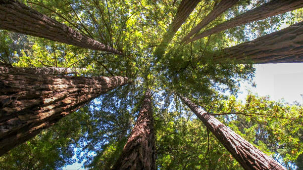 Best Tree Maintenance Programs  in Priest River, ID