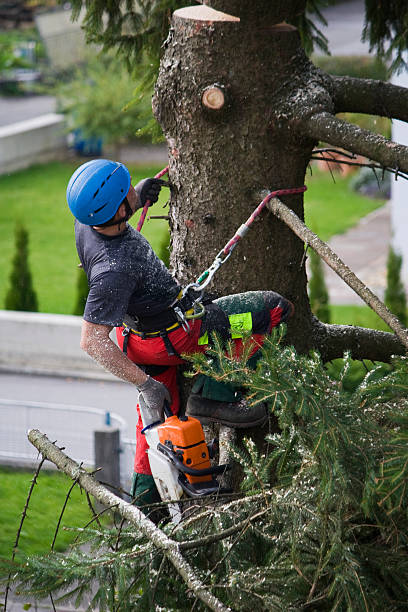 Best Arborist Consultation Services  in Priest River, ID